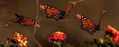 I'm fluttered I'm fluttered Don't flutter me Can you explain the .